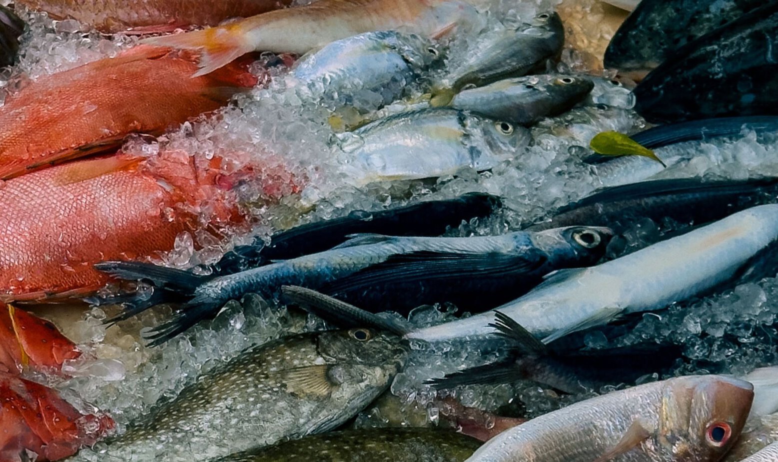 Frische-Fische